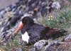 oystercatcher